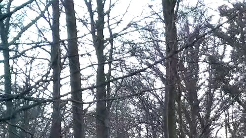 Download: Dadycool85 - Voyeur im Wald wir wurden beim sex im Wald gefilmt