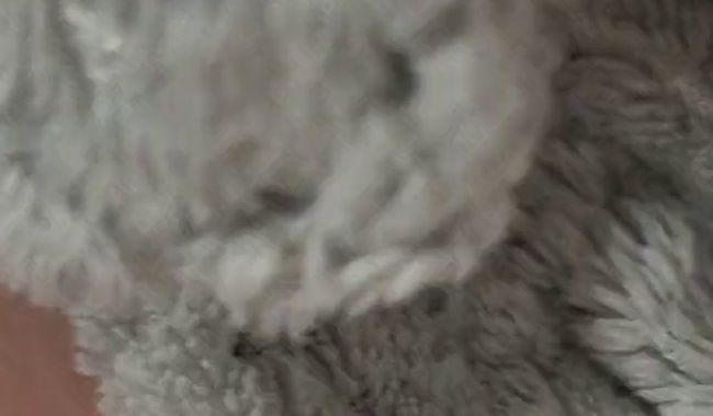 Download: Honey-Bitch - Userwunsch - Pissselfie