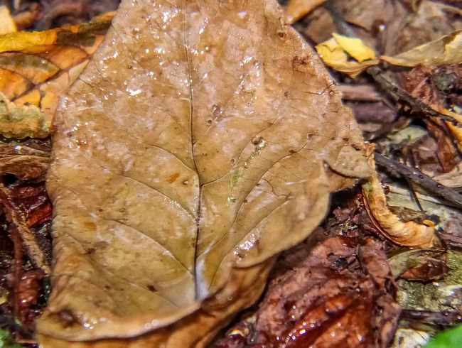 Download: HornySluttyGirl - Peeing on the Forest Floor