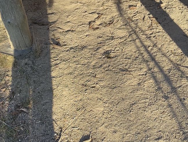 Download: Idamagic - Im Waldpavillon dem notgeilen Jäger den Lauf poliert!!