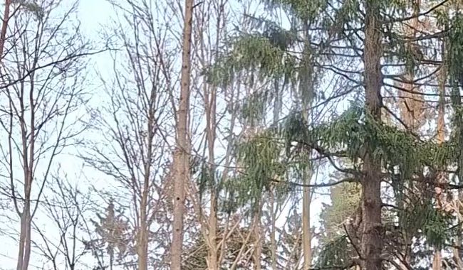 Download: John8927 - Wichsen im Wald