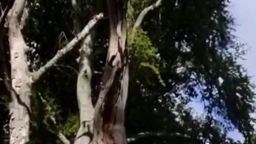 Download: Mania_Pigmilk - Glittr fairy - kurzes spiel mit geiler P*ssy mit B*ttplug im A*sch