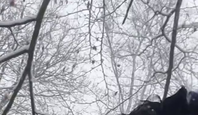 Download: Mania_Pigmilk - SCHNEEmassage für die GothT*TTEN, M*SCHI und A*SCH!!