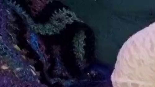 Download: Mania_Pigmilk - M*SCHI verwöhnen im DOGGYSTYLE, würdest du ihn reinstecken??