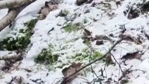 Download: Mania_Pigmilk - AUFGEPUMPTE GOTHM*SCHI pisst auf D*LDO und F*CKT sich im Schnee!