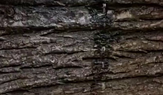 Download: MissNaturPur - Wildpinkeln