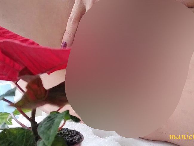 Download: Munichgold - Frohe Weihnachten wünsche ich Dir! ich pinkel für dich auf meinen Weihnachtsstern