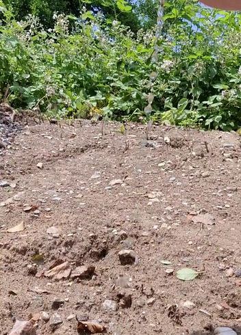 Download: NS-Queen83 - Piss Alarm im Freien