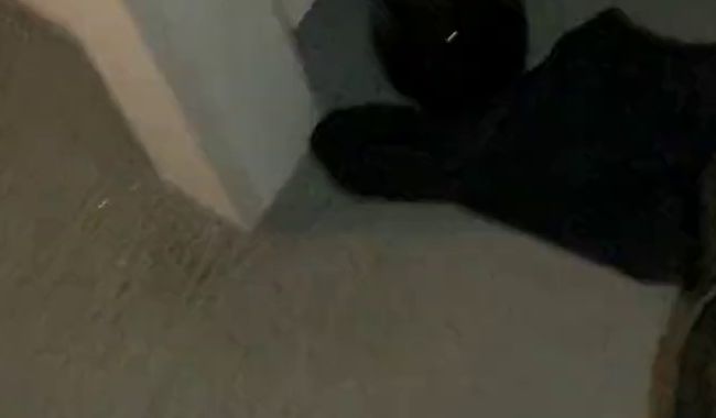 Download: Peach_soft_and_sweet - ...