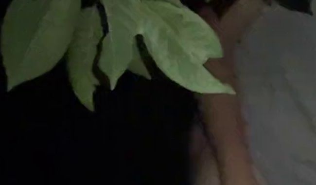 Download: Pummelfee-Sara - Guten Morgen ;)