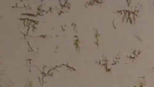 Download: SexyJenJen - Schönen Dicken Sch***z Abgeblasen & Doggy Gefckt ;)