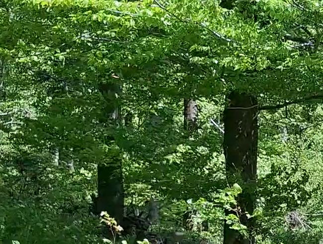 Download: SlutMom109 - Behaarte Piss-Muschi!