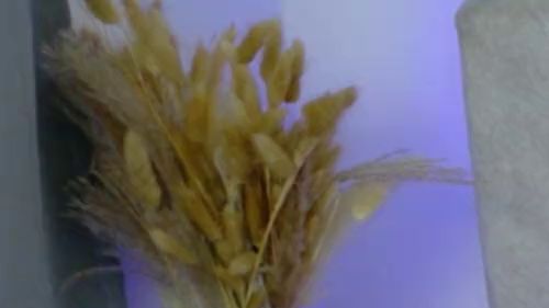 Download: SophiaStorm1 - Komm und hol mich zum Spielen