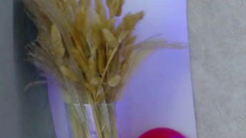 Download: SophiaStorm1 - Komm und hol mir meine sexy Zöpfe