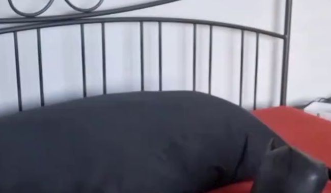 Download: Swissapple - Ich präsentier dir mein Strassstein Netz Dessous