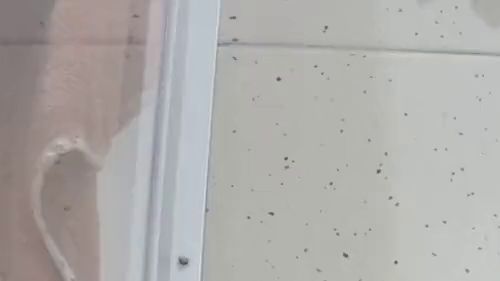 Download: Terras-Wildlife - Natursekt und Pussy fingern