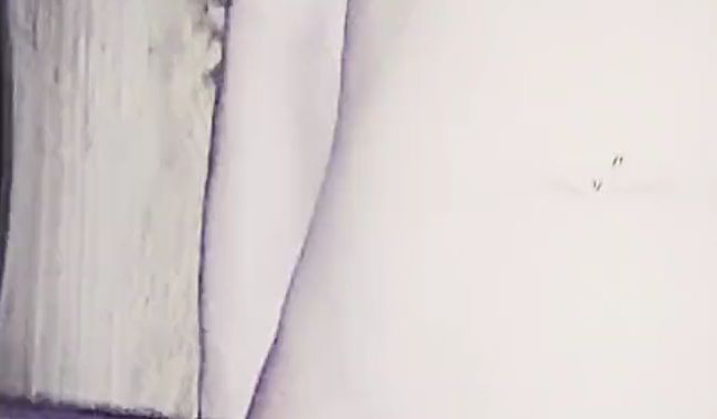 Download: TwoWildToHide - Feucht-fröhlich – auf dem Tisch wird’s plötzlich nass