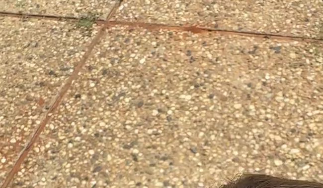 Download: Valencia_Wild - Blowjob im Hinterhof