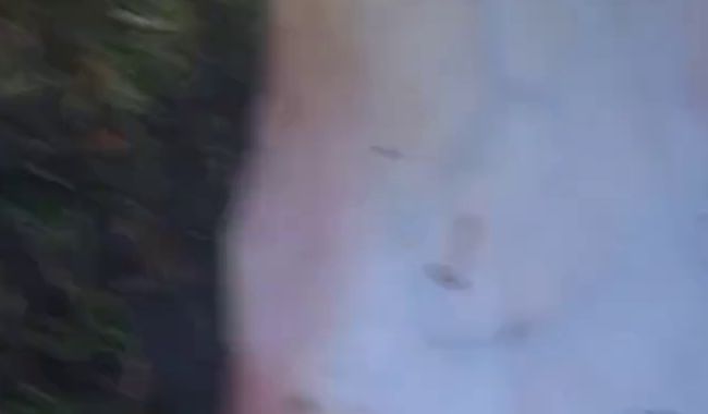 Download: blackforesttscent - Oh du schönes Moos