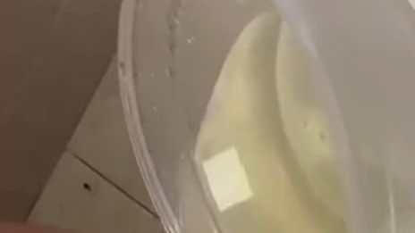 Download: evaluna06 - Mein Goldregen in einem Plastikbehälter