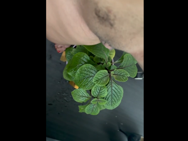 Download: gwenchase - Ich gieße meine Lieblingspflanze