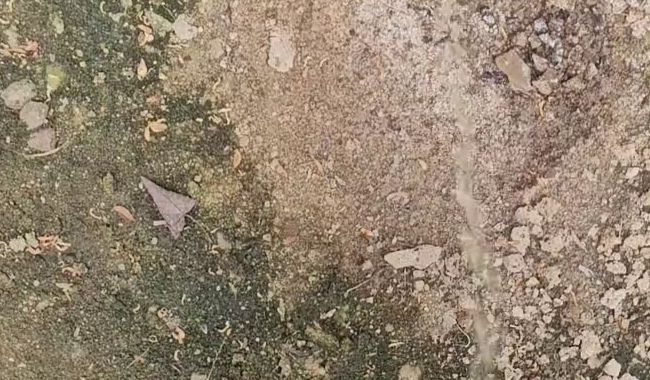 Download: rico3110year28 - Soll ich dir ins Maul Pissen