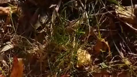 Download: tammara28 - Pissen im Wald !!!